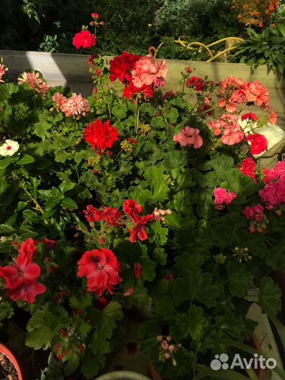 Пеларгония