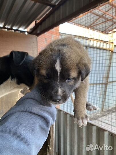 Щенки хаски в добрые руки