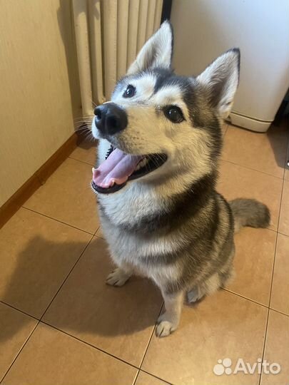 Сибирский хаски