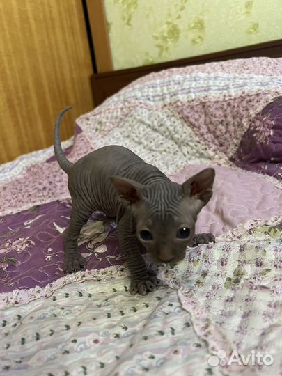 Канадский сфинкс котенок
