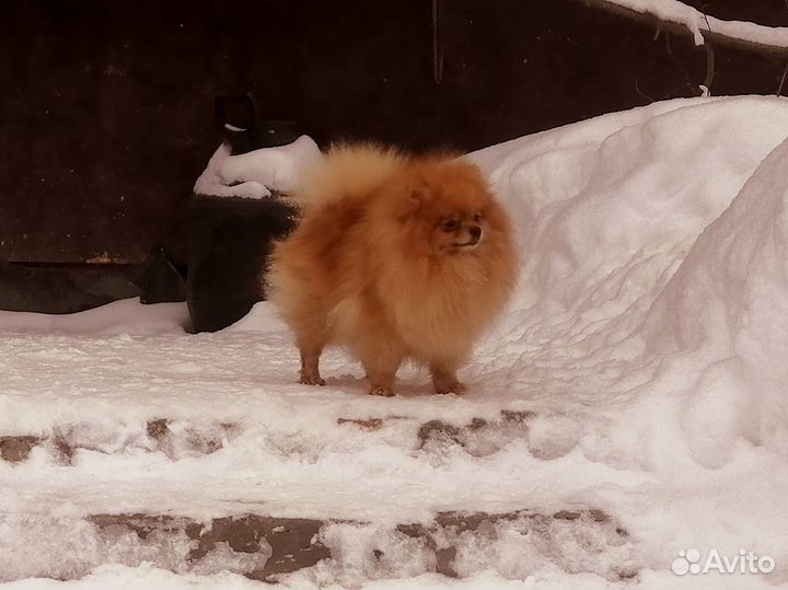 Померанский шпиц