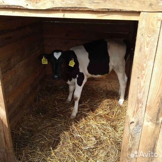 Бычки телки продажа