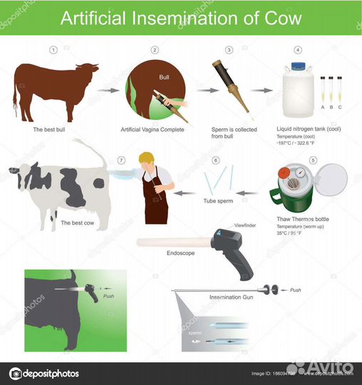 Искусственное осеменение коров и телок
