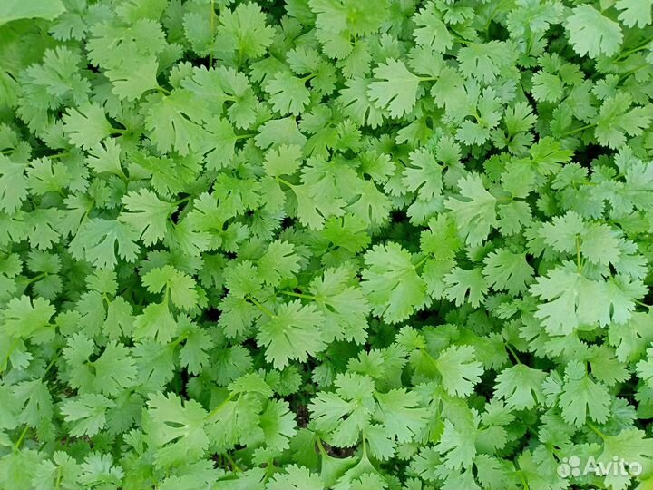 Руккола, кинза зелень