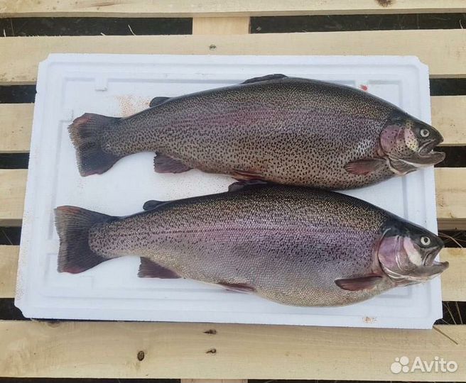 Форель охлажденная