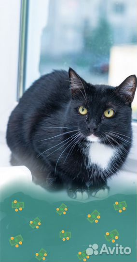 Кастрированный, с вет. Паспортом, умный котик