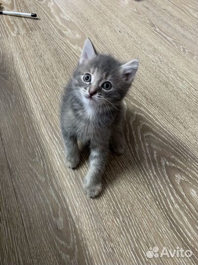 Кошка