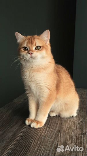 Британская шиншилла