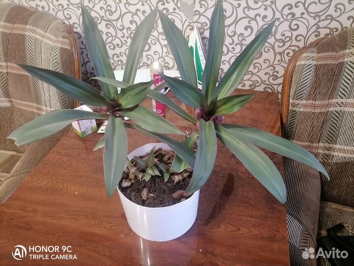 Комнатные растения