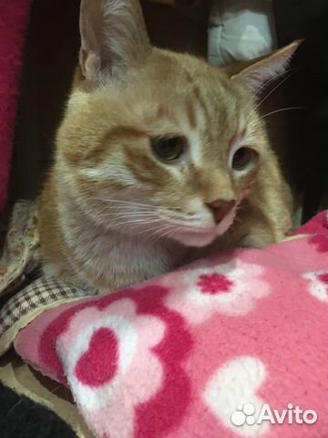 Передержка кошек в домашних условиях