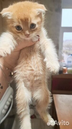 Продам котят