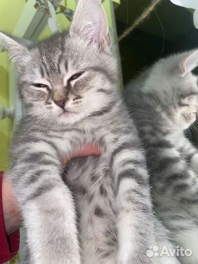 Котята шотландцы