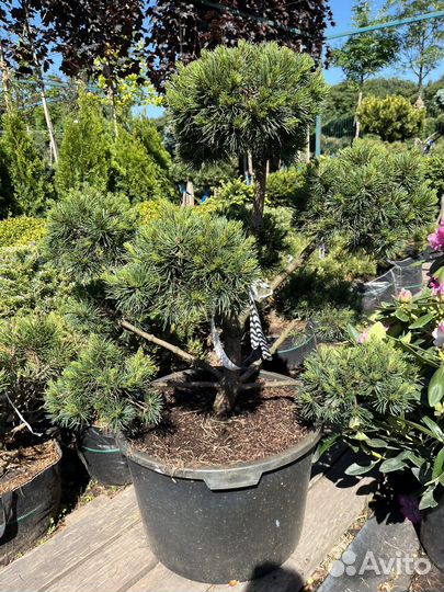 Сосна тисс можжевельник ель бонсай ниваки