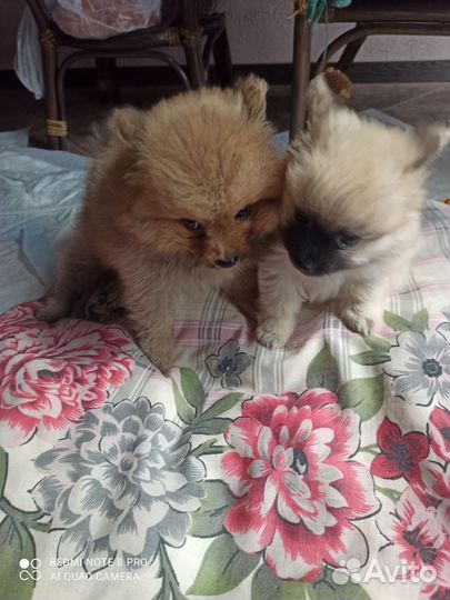 Щенки шпица