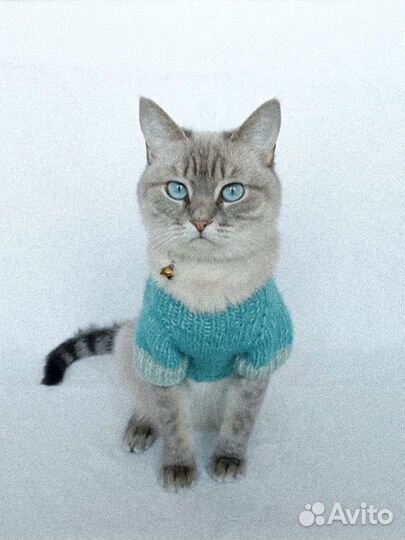 Свитер для кошки и собаки