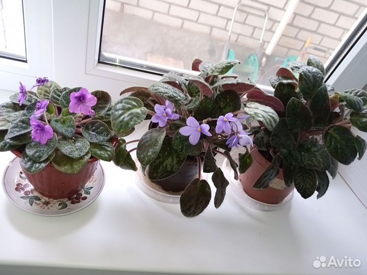 Фиалки комнатные