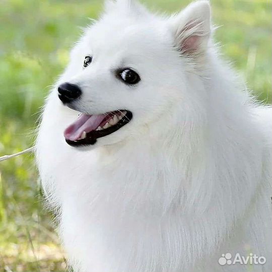 Японский шпиц щенки