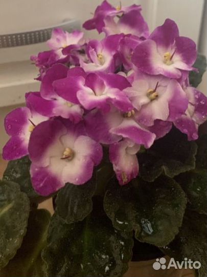 Фиалка,Герань,Драцены,Сансевиерия