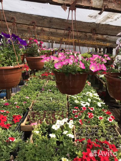 Рассада цветов,овощей