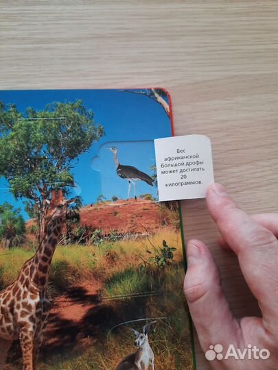 Детская книга с окошками