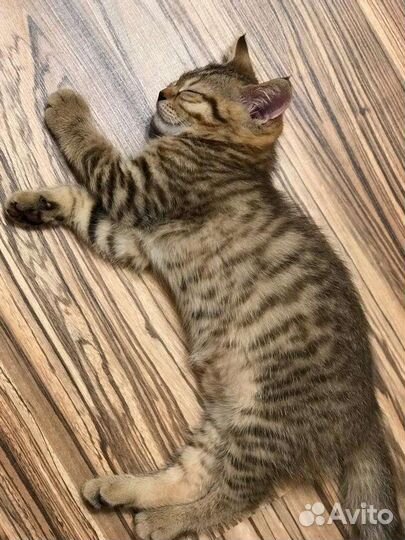 Шотландская