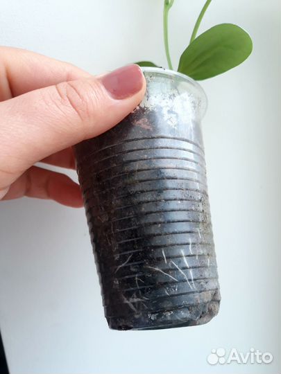 Рассада люффы (мочалка)