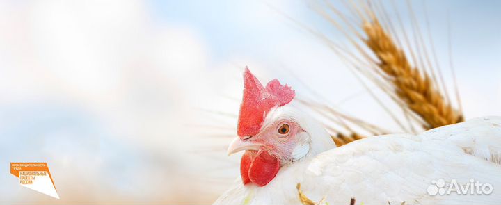 Приемка и навес живой птицы