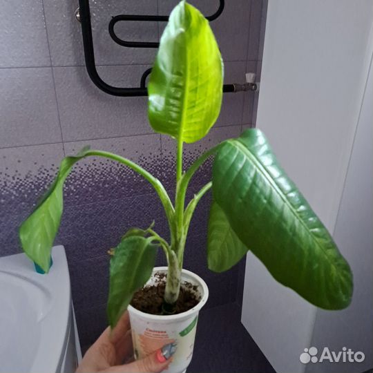 Диффенбахия