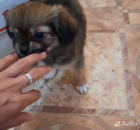 Щенки чихуахуа мальчик