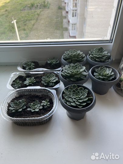 Суккуленты