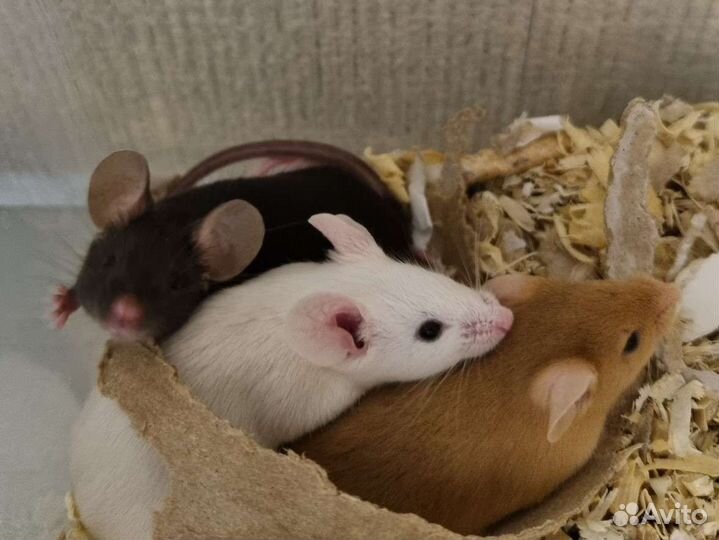 Мышь сатиновая