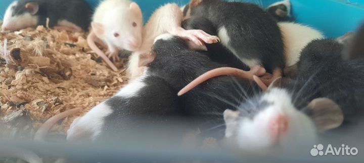 Крысята дамбо и лысики-сфинксы