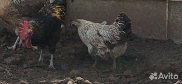 Семья ухейлю