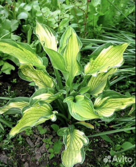 Хоста растение