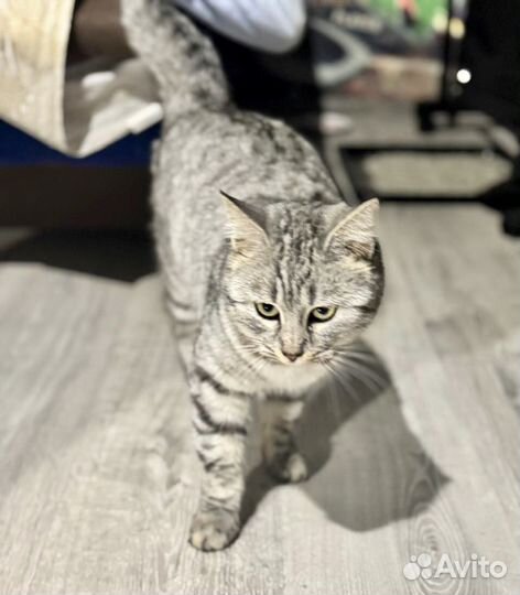 Ласковая кошечка ищет дом