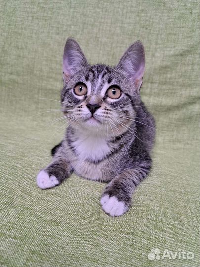 Очень милая кошечка ищет дом