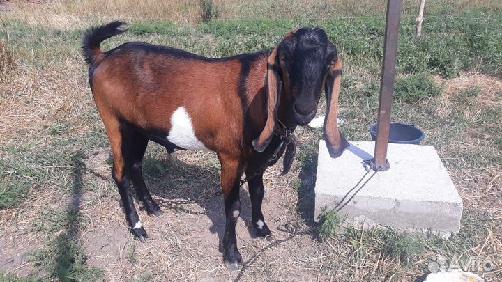 Англо нубийский козел для покрытия