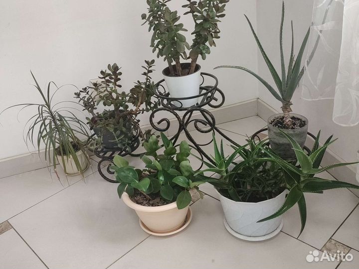 Комнатные растения цветы большие