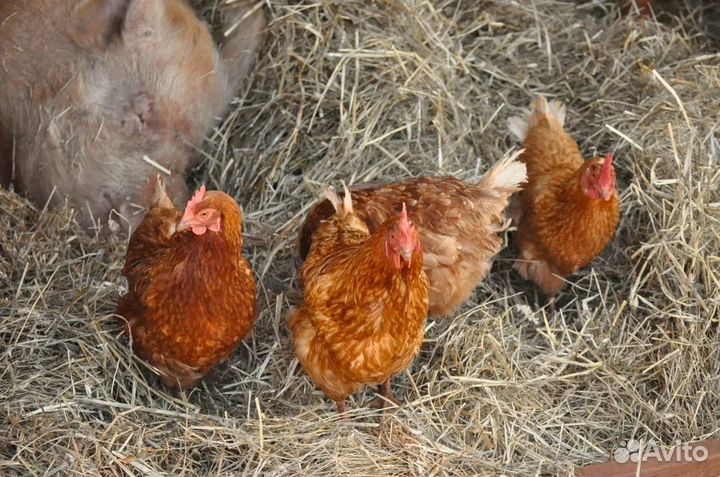 Куры несушки
