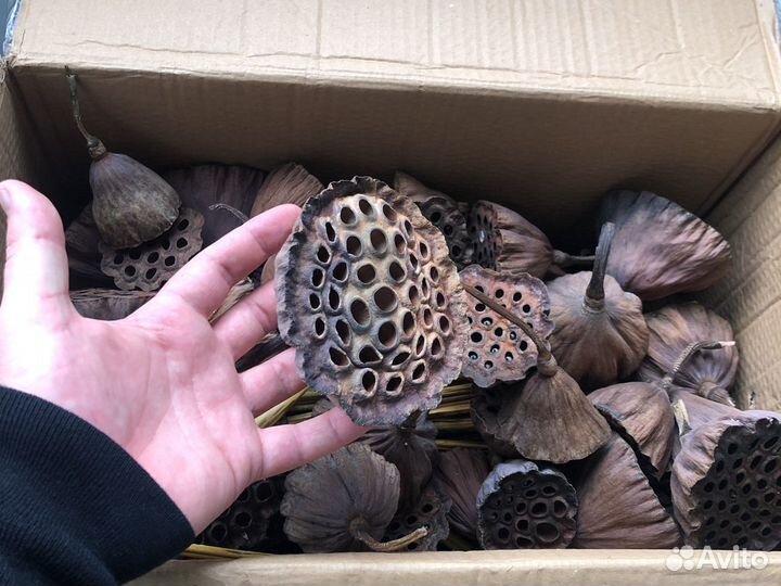 Лотос сухоцвет оптом и штучно, коробочка