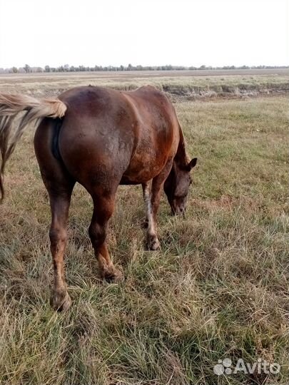 Овцы, лошади
