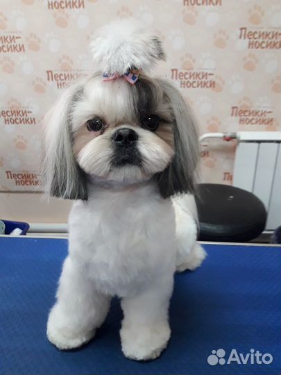 Вязка ши-тцу