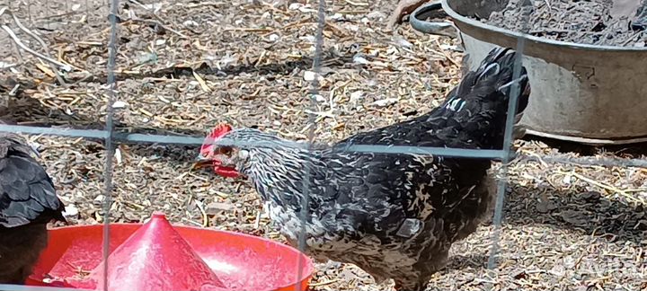 Молодые петухи