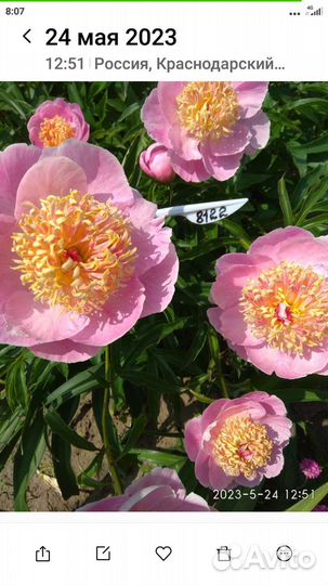 Корни пионов