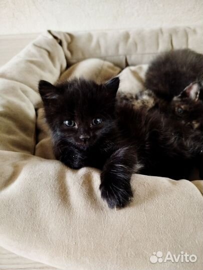 Кошечка пушистая