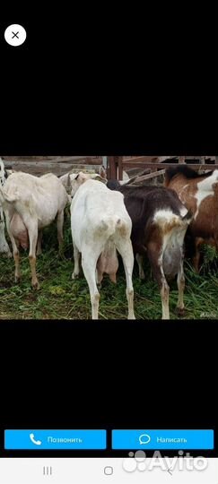 Козы дойные