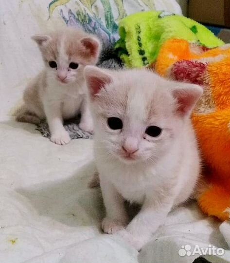 Котята даром