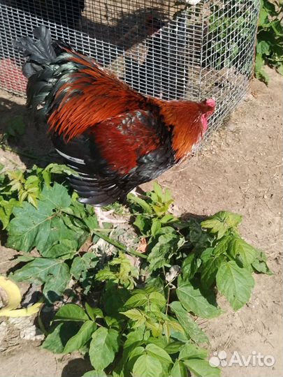 Петух маран