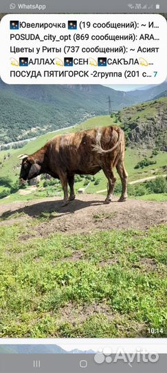 Корова на мясо