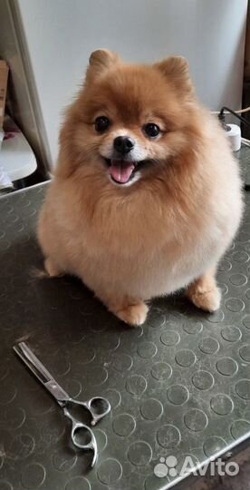 Груминг собак